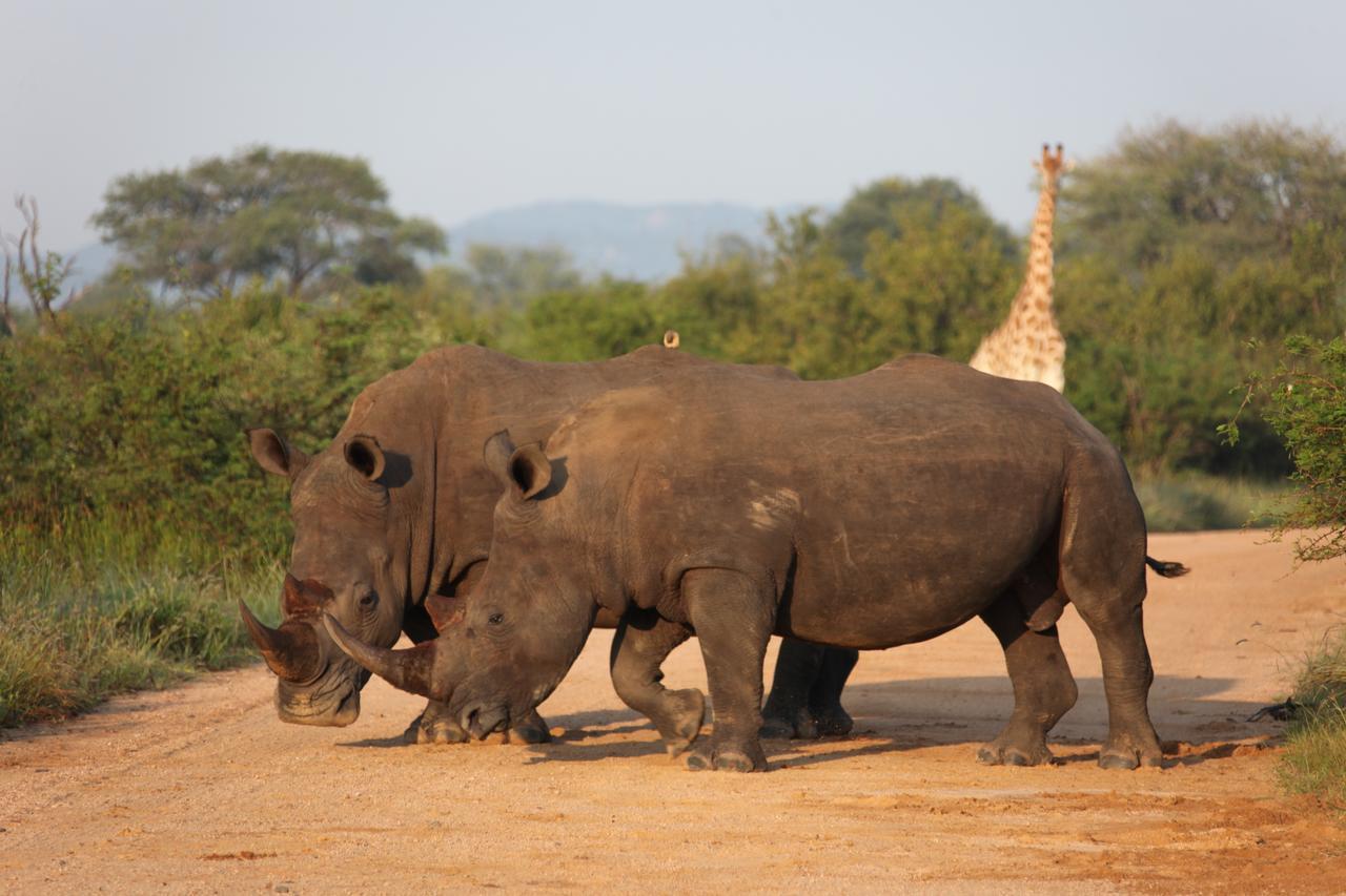 Rhino Ridge Safari Lodge KwaNompondo Buitenkant foto